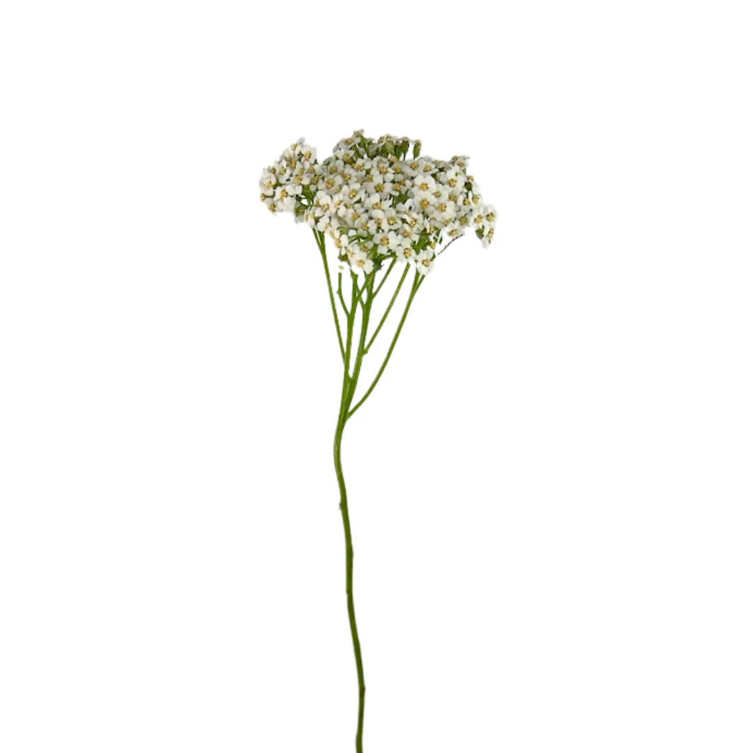 Yarrow White, 10 stems