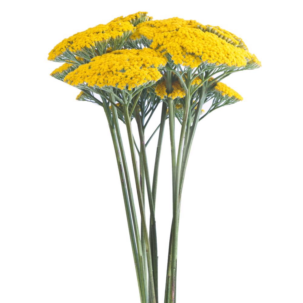 Yarrow Yellow, 10 stems