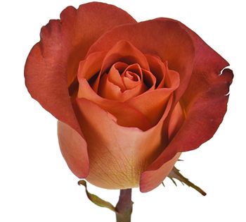 Rose, Roses, Brown, Rust, flower, Flowers, Bulk, Wholesale, DIY, Wedding