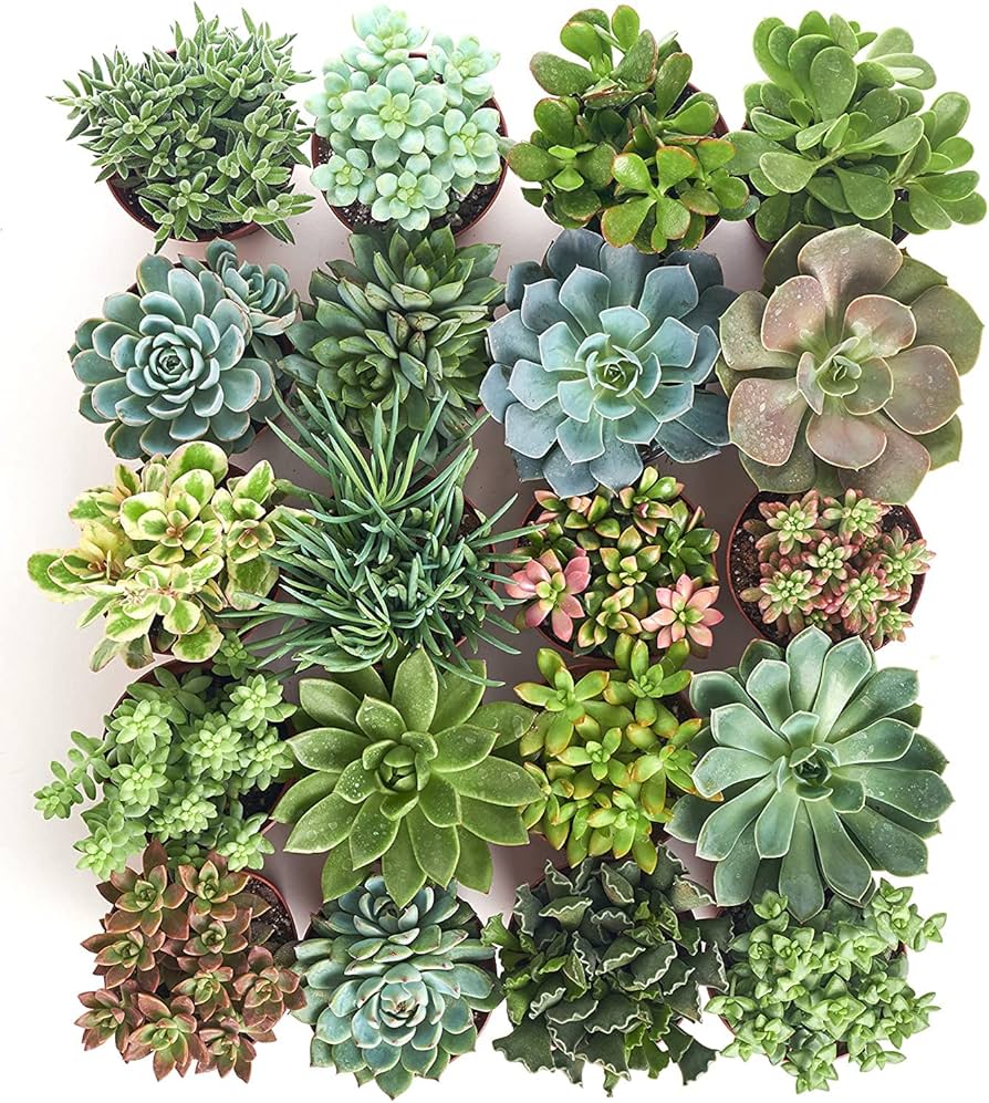 Succulents Assorted Mix, 4 inch Pot - Flat of 15 pots