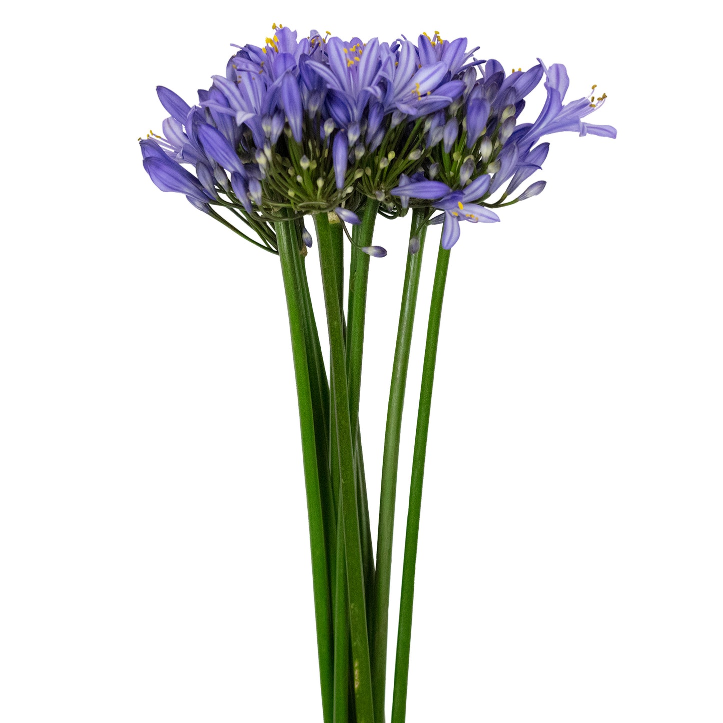 Agapanthus Blue, 10 stems