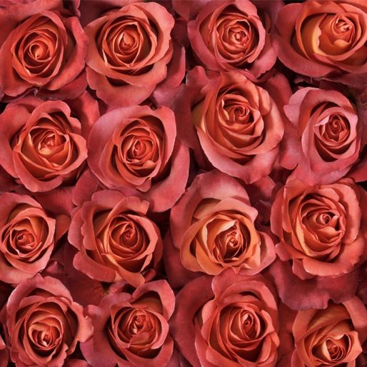 Roses, Brown, Rust, flower, Flowers, Bulk, Wholesale, DIY, Wedding