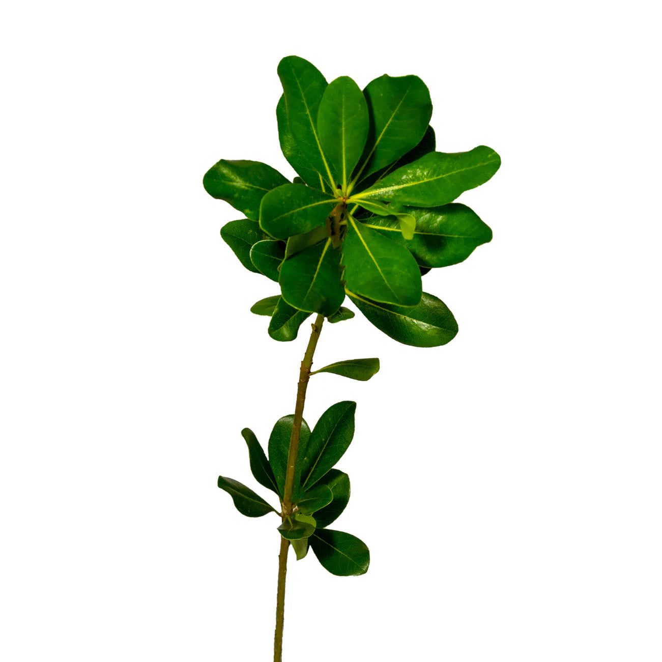 Green Pittosporum, bunch