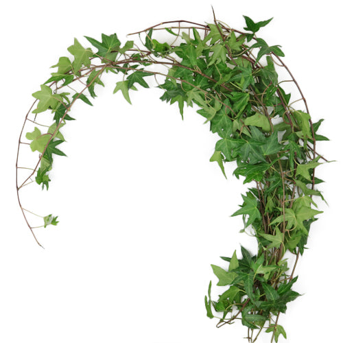 Ivy Green, bunch