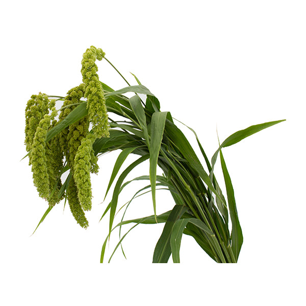 Millet, Green, Bunch