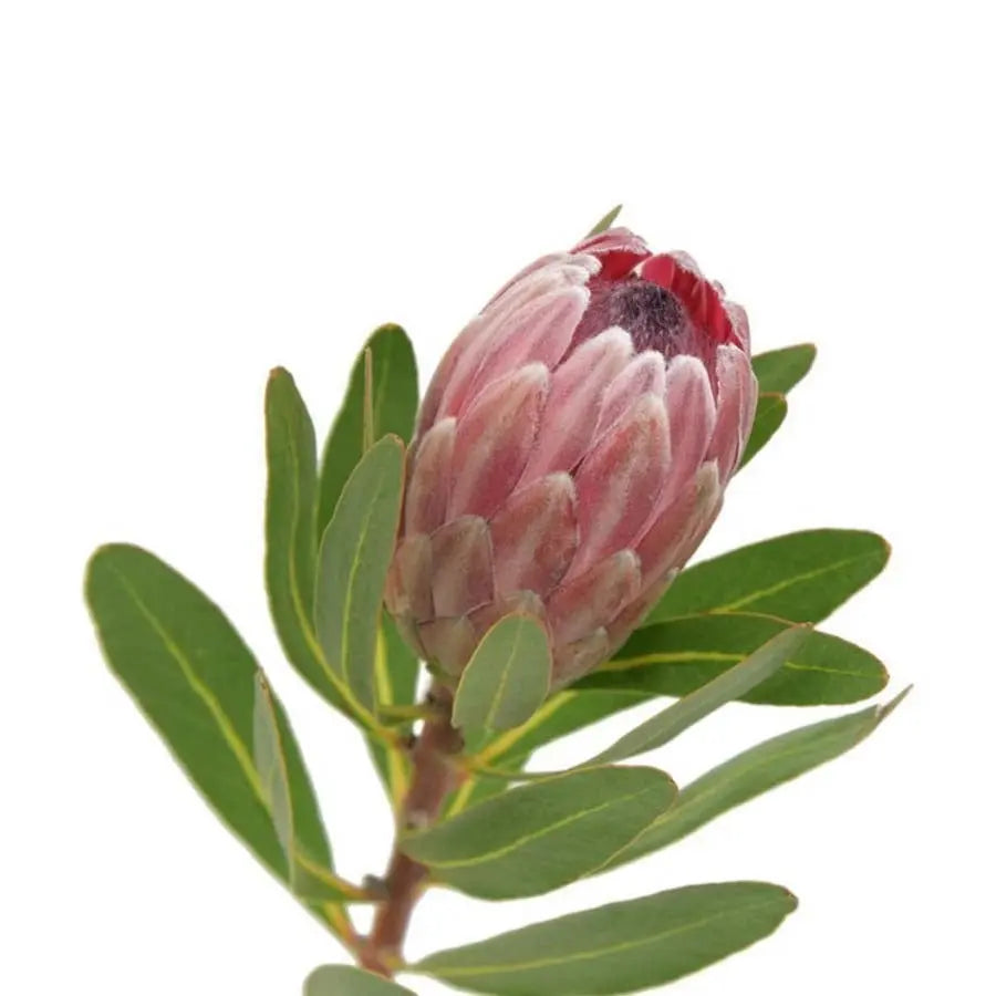 Protea Pink, per stem
