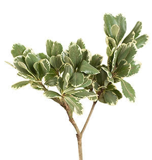 Variegated Pittosporum, Bunch