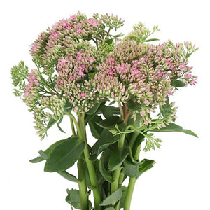 Sedum Green, 10 stems