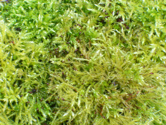Fresh Moss Large Bag