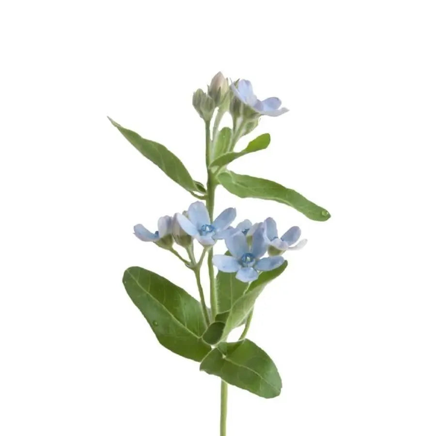 Tweedia Blue, 10 stems