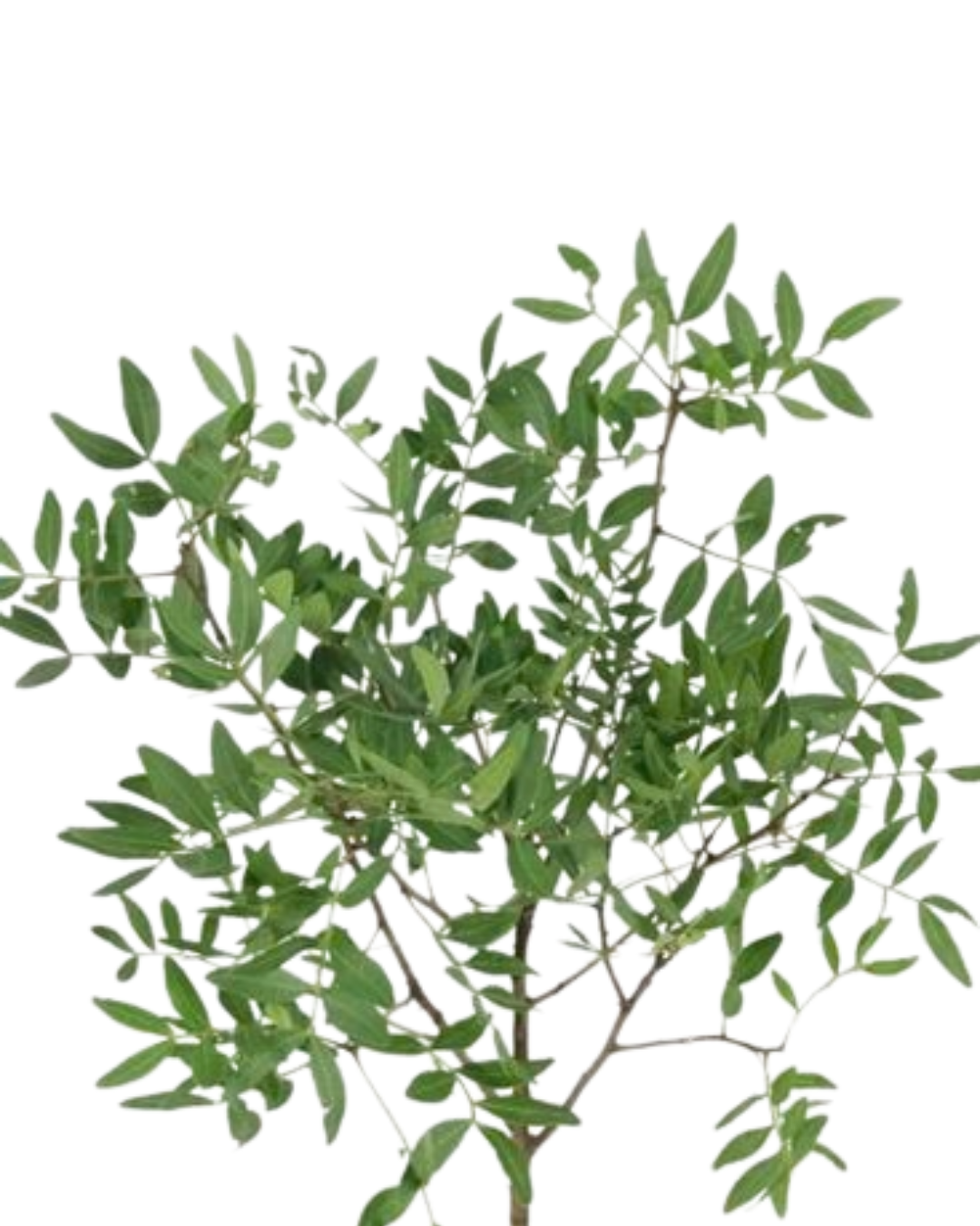 Pistachio Foliage, bunch