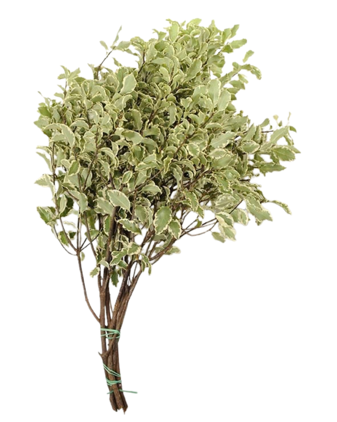 Silver Queen Pitt, bunch