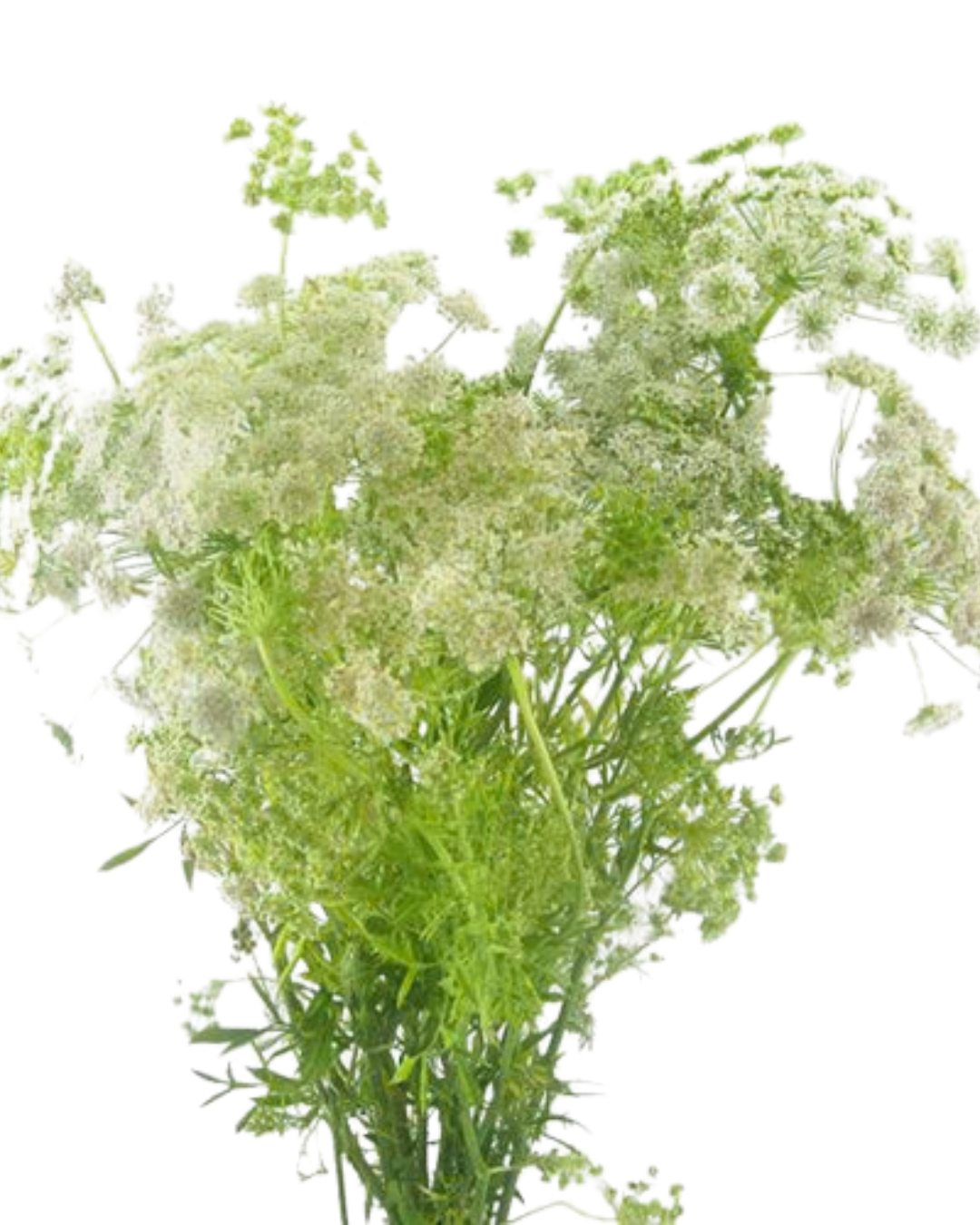 Queen Anne's Lace, 10 stems