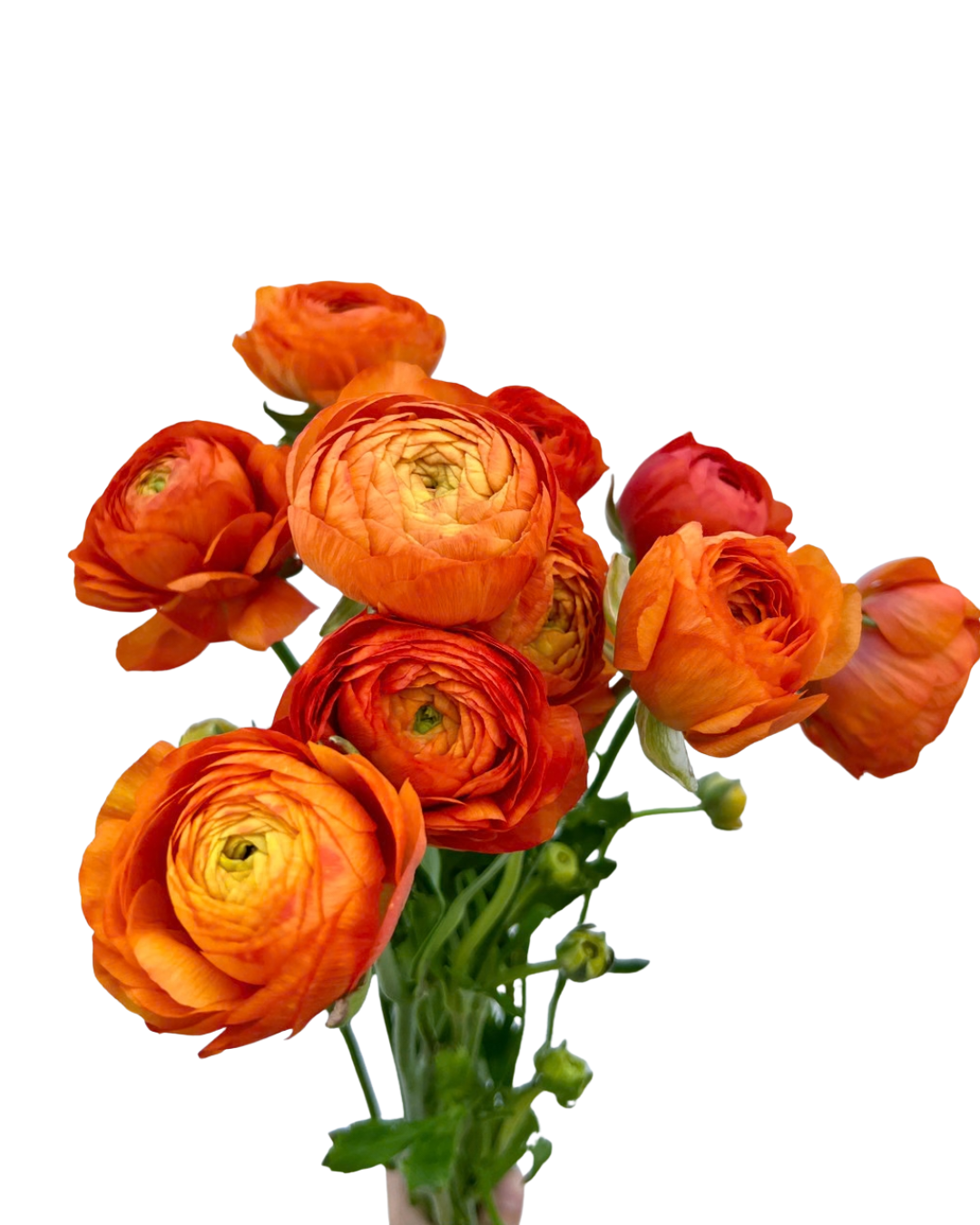 Ranunculus, 10 stems - Choose Your Color