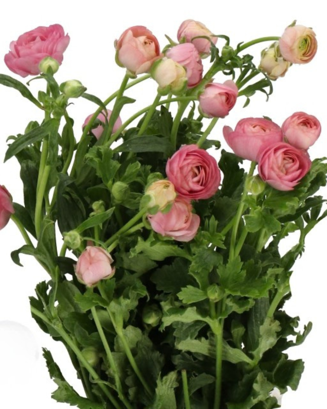 Butterfly Ranunculus Medium Pink, 10 stems