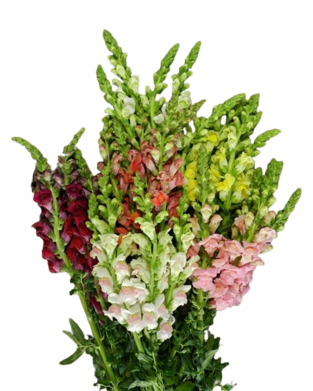 Snapdragons, 10 stems - Choose Your Color