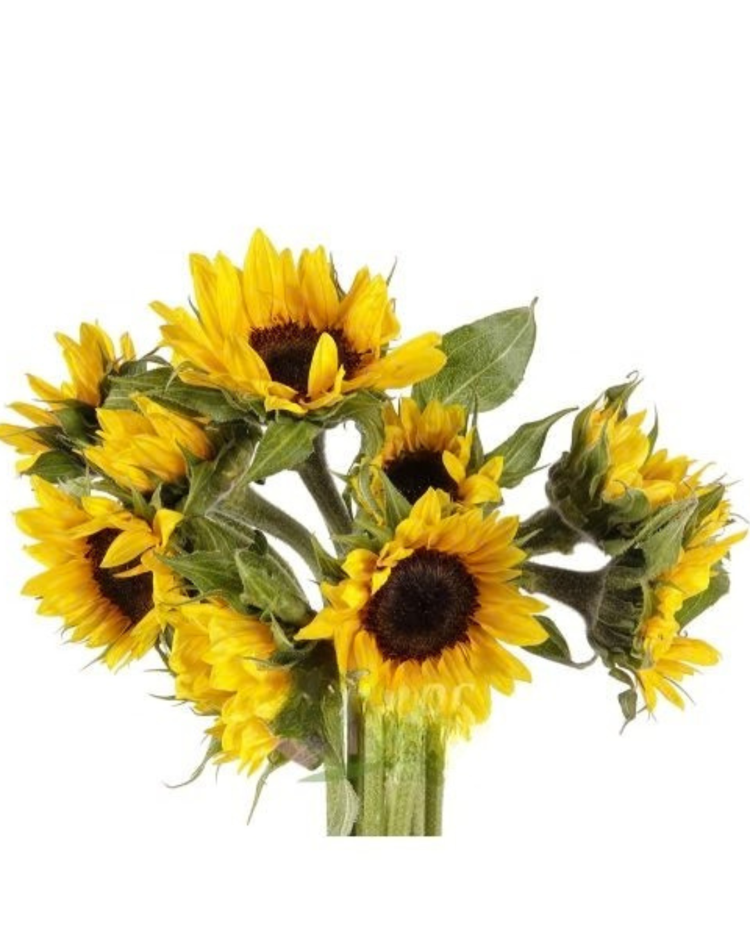 Mini Sunflowers, 10 stems