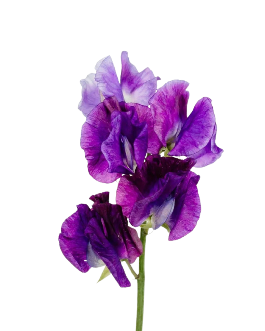 Sweet Peas, 10 stems