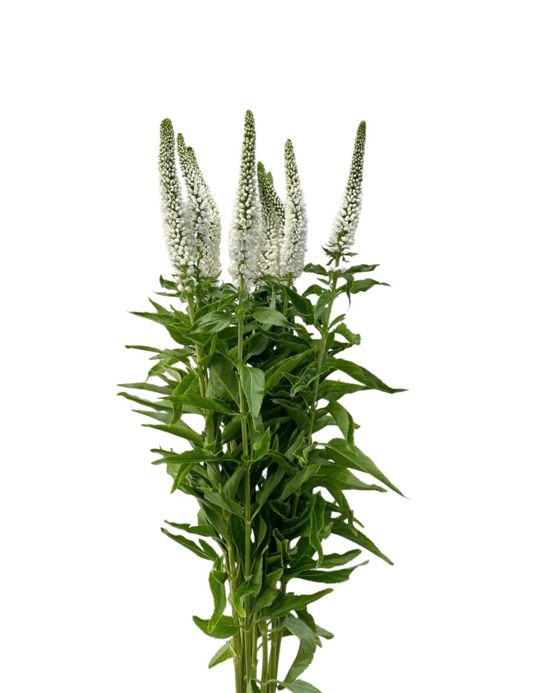 Veronica White, 10 stems