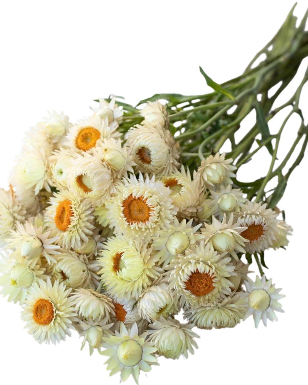 Strawflower 10 stems - Choose Your Color
