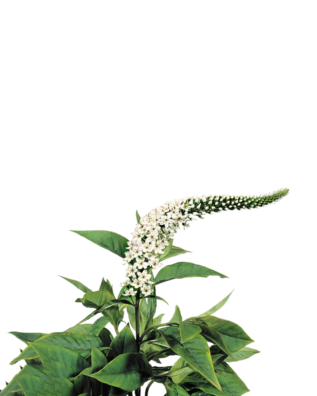 Lysimachia White, 10 stems