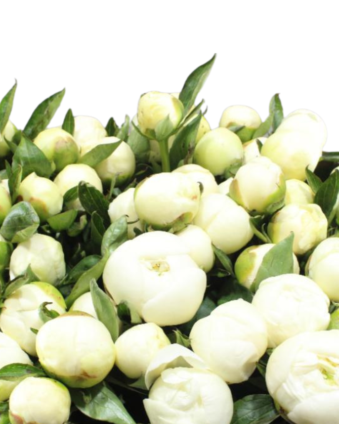 Peony Local White, 5 stems