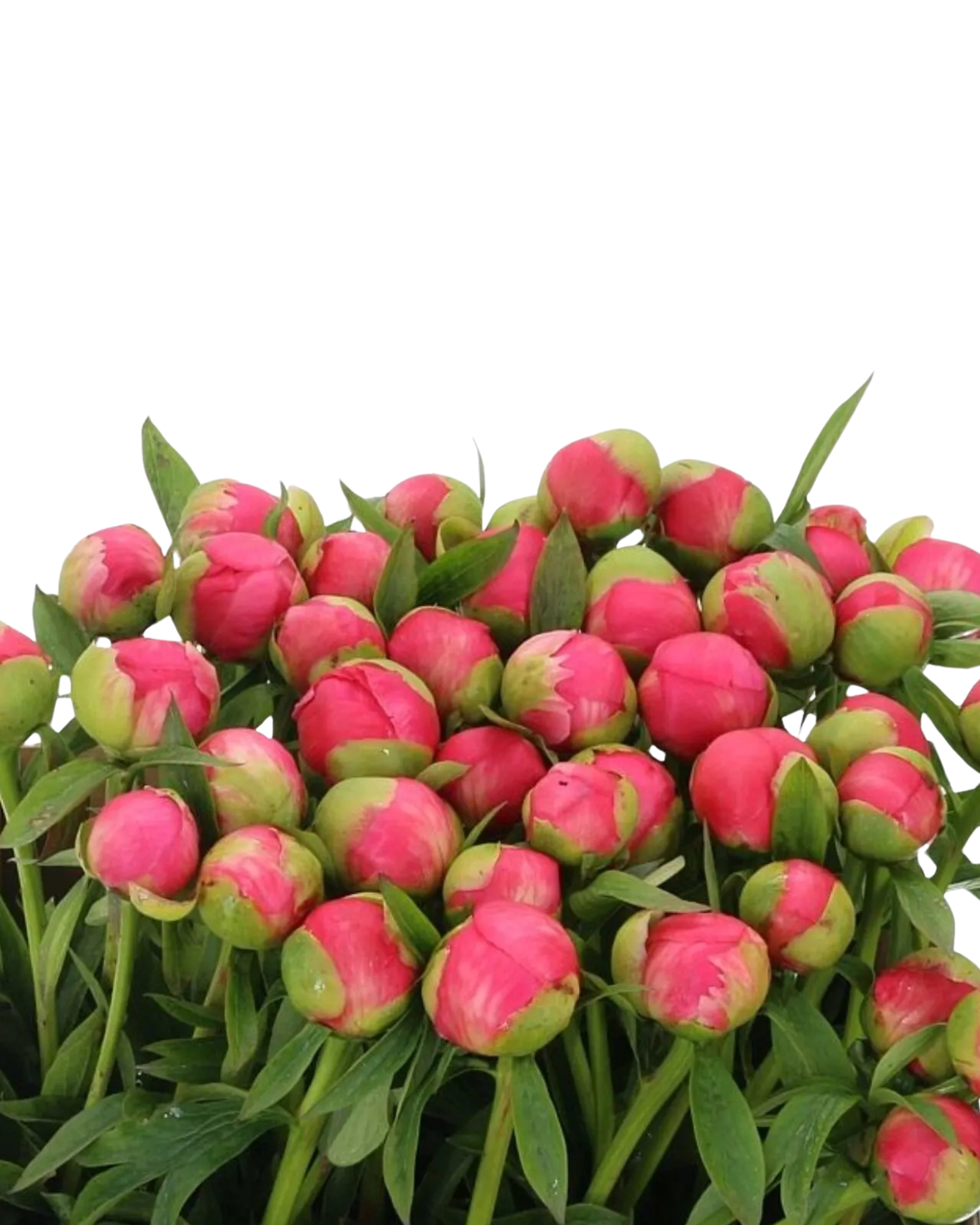 Peony Local Coral, 5 stems