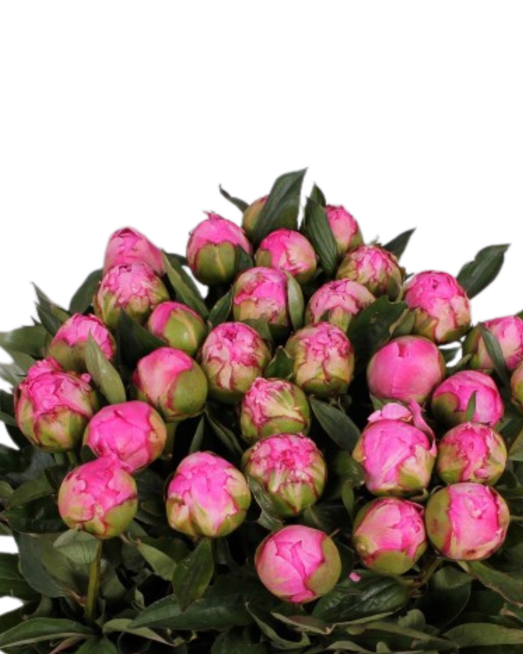 Peony Local Hot Pink, 5 stems