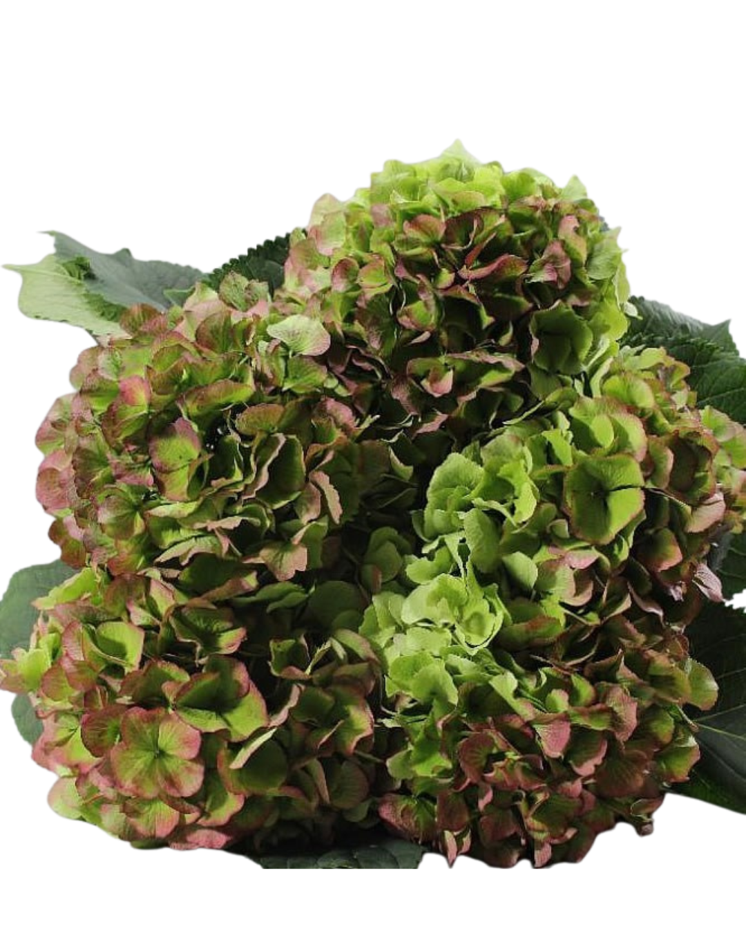 Hydrangea Locally Grown Green/Red Antique, 5 stems