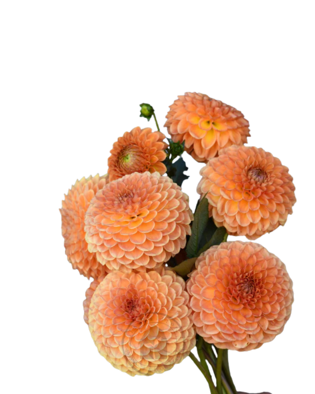 Dahlia Orange Ball, 5 stems