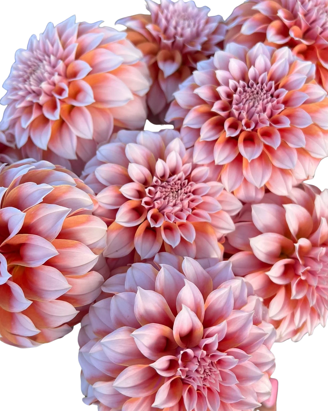 Dahlia Peaches n' Cream, 5 stems