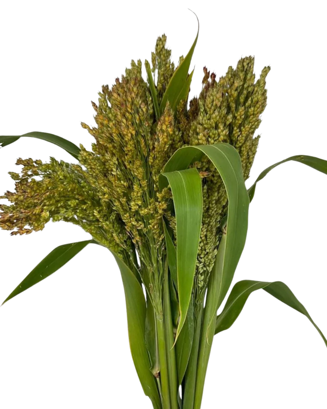 Broom Corn, 10 stems