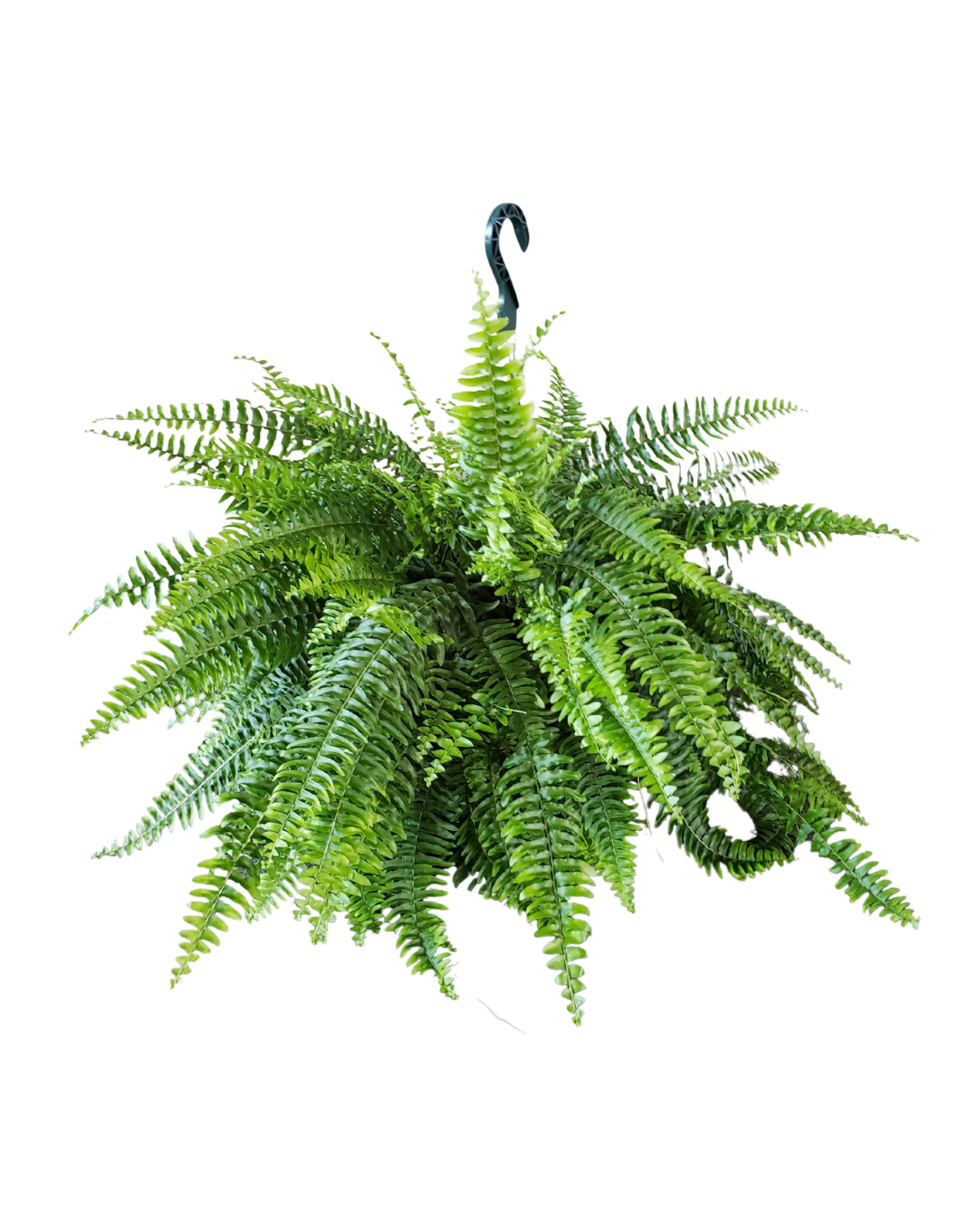Boston Fern Large Hanging Basket