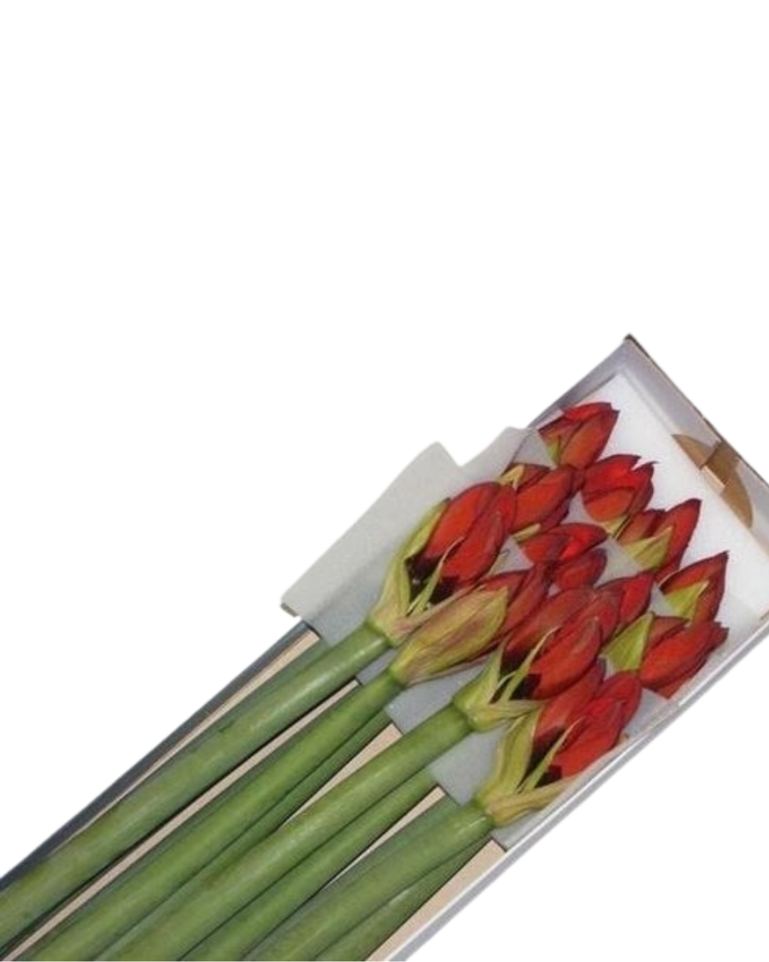 Amaryllis Mini, 5 stems - Rapido Red