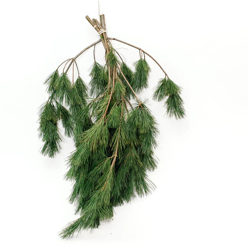 White Pine Bunch