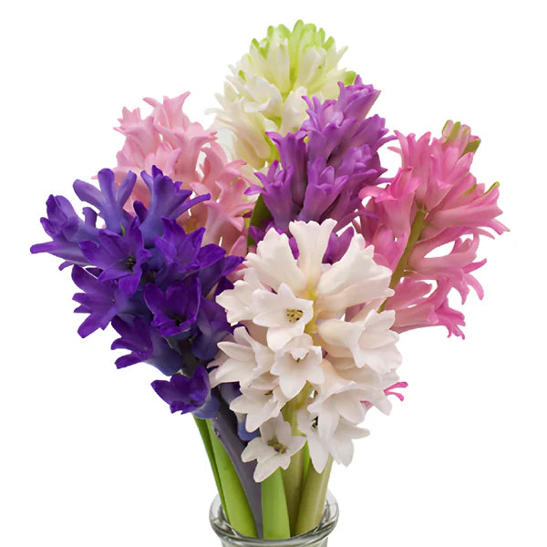 Hyacinth, 10 stems - Choose Your Color