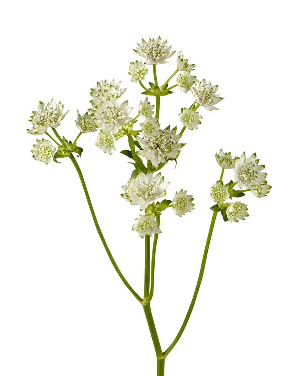 Astrantia White, 10 stems