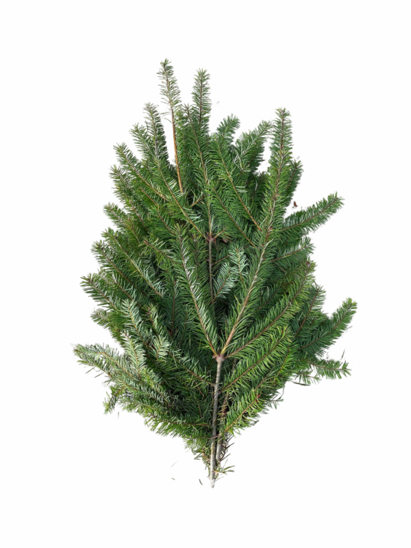 Douglas Fir Bunch
