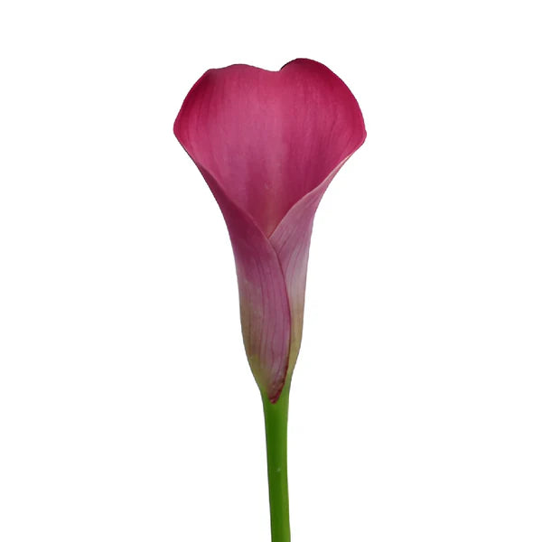 Calla Lily Mini Pink, 10 stems