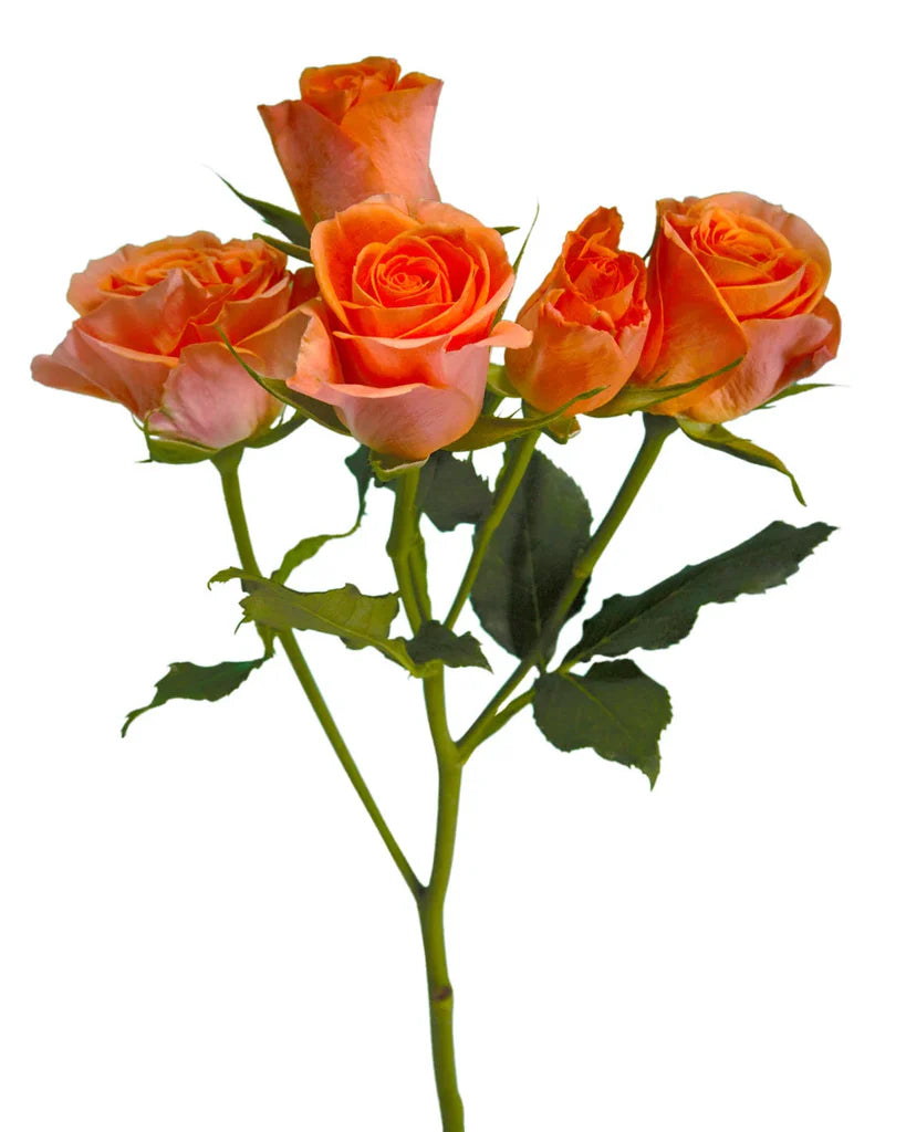 Spray Roses, 10 stems - Choose Your Color