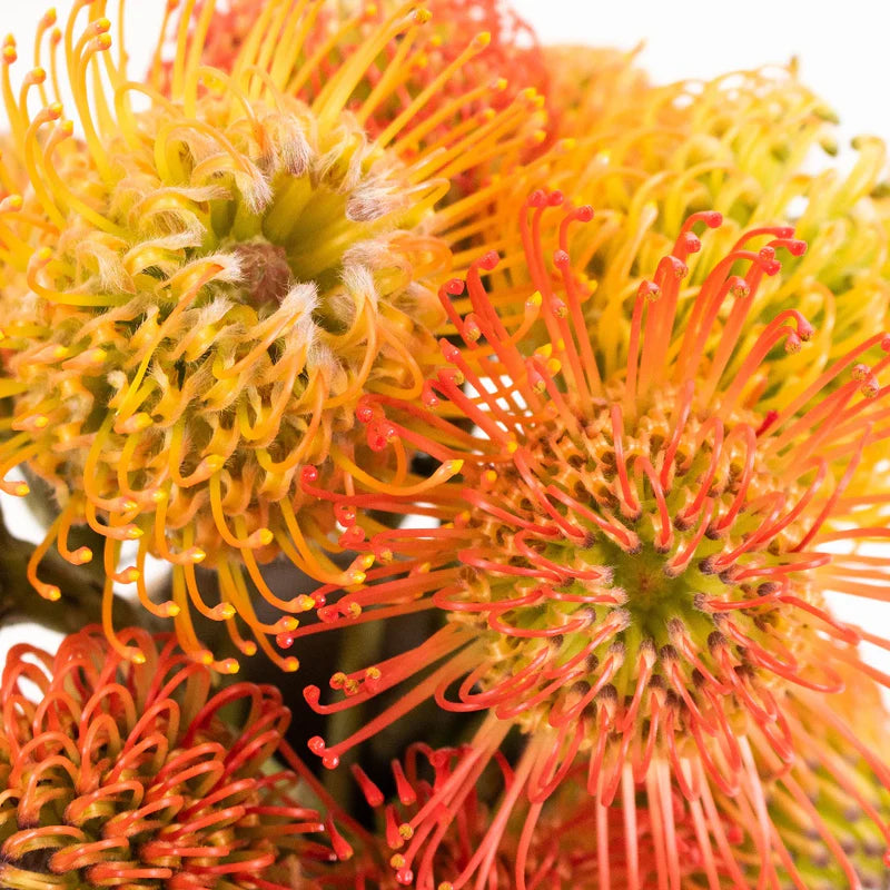 Protea Pincushion, 5 stems - Choose Your Color