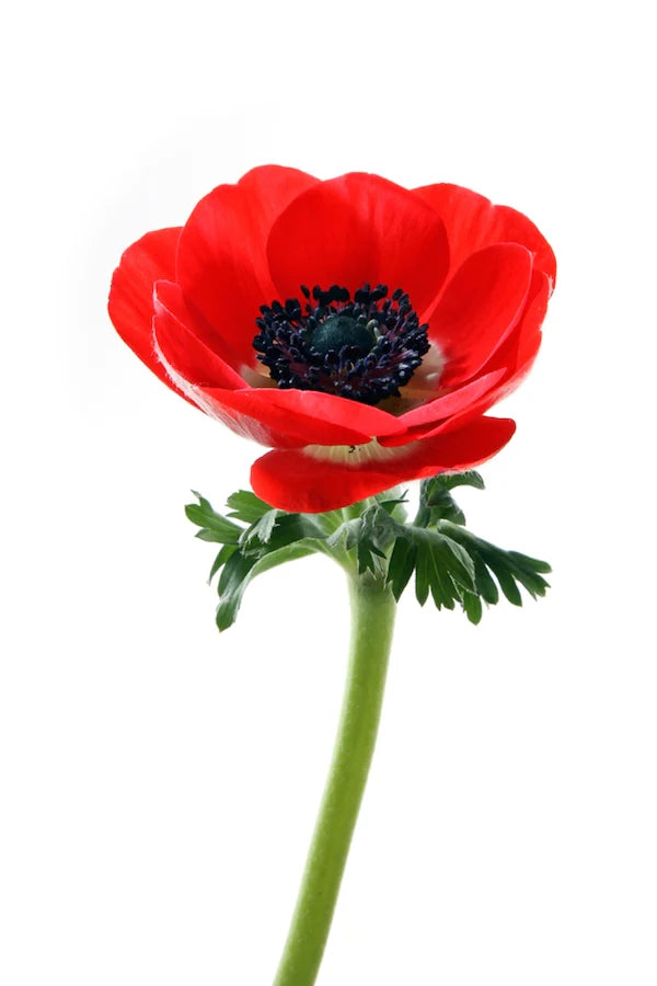Anemone Red, 10 stems