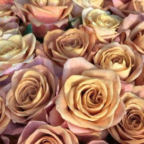 Dark Yellow, Mustard Rose, Roses, flower, Flowers, Bulk, Wholesale, DIY, Wedding
