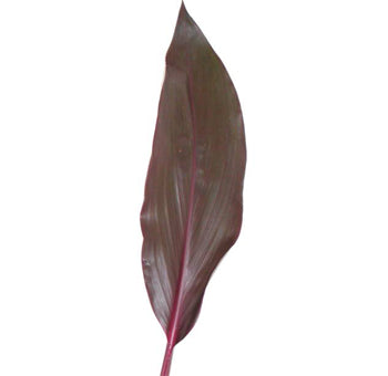 Ti Leaves, 10 stems - Choose Your Color