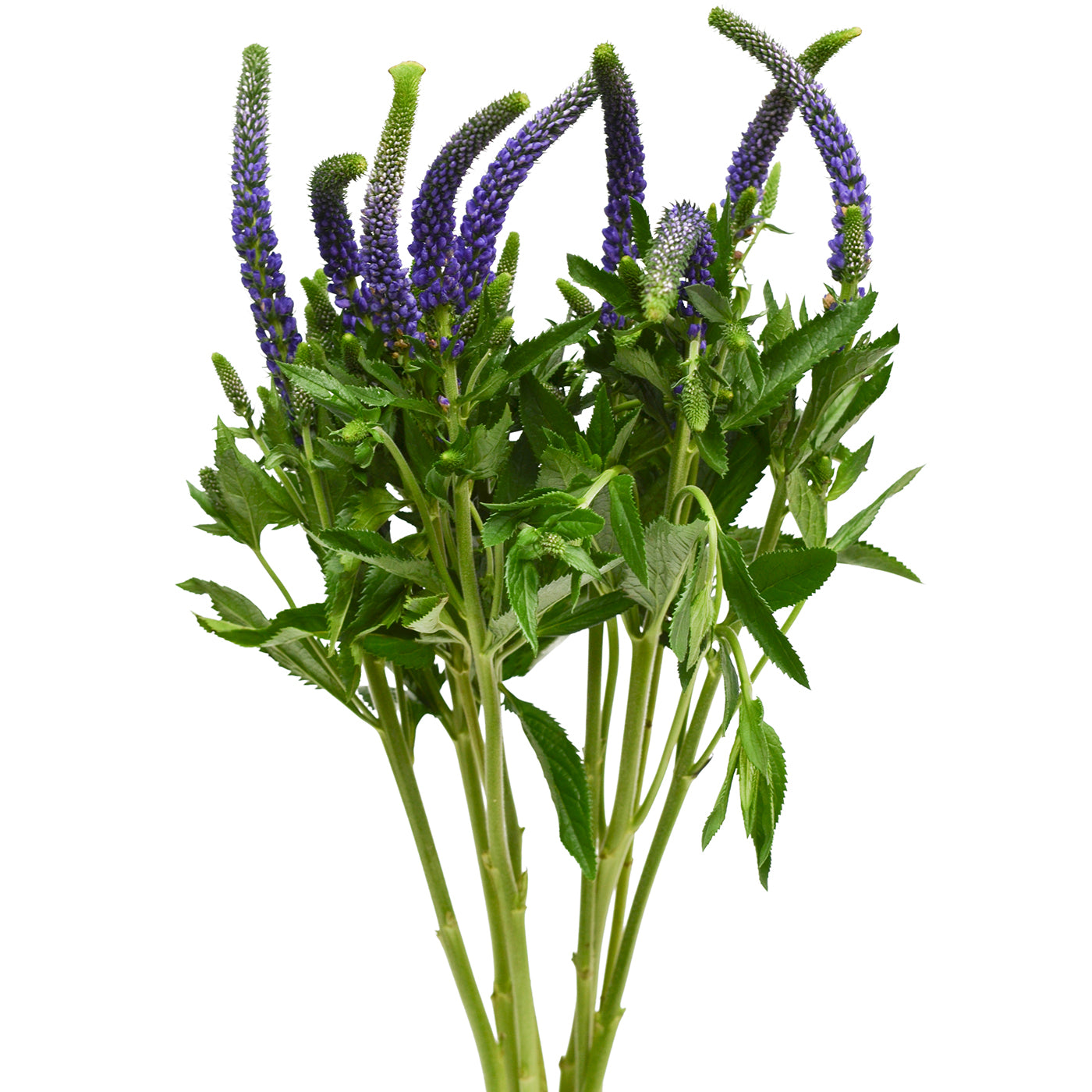 Veronica Blue, 10 stems