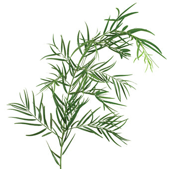 Weeping Podocarpus, bunch