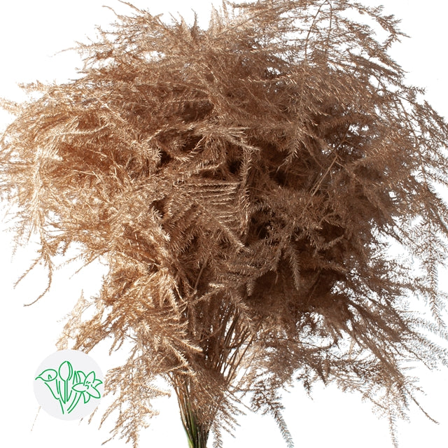 Gold Metallic Plumosa, Greenery and Foliage flower, Flowers, Bulk, Wholesale, DIY, Wedding