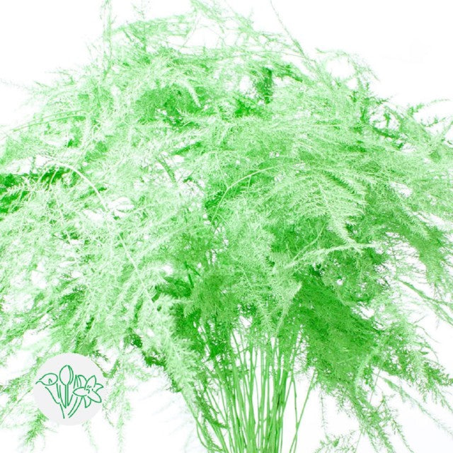 Green Plumosa, Foliage and Greenery, Flower, Flowers, Bulk, Wholesale, DIY, Wedding