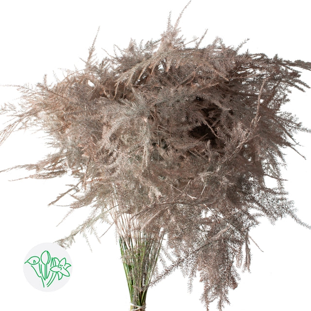 Peach Plumosa, Greenery and Foliage, flower, Flowers, Bulk, Wholesale, DIY, Wedding