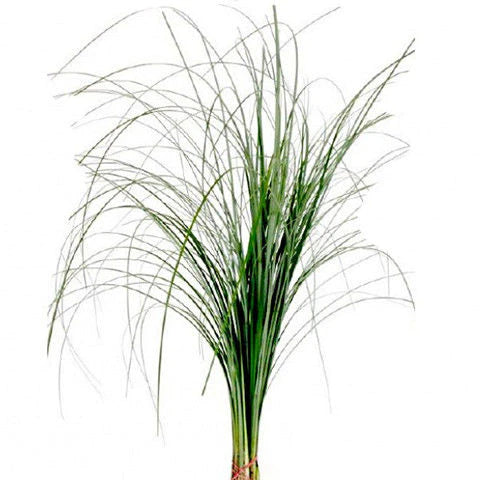 Bear Grass Greenery